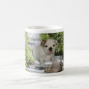 Recherche de despote tasses Chien