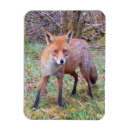 Suche nach wildtiere magnete Fuchs