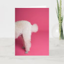 Recherche de poodle anniversaire cartes Humour
