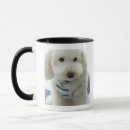 Recherche de caniche miniature Vertical