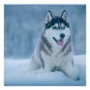 Recherche de malamute posters Canine