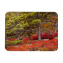 Recherche de acadia magnets Automne