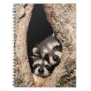 Suche nach waschbär kleine notizbücher Niedliche tiere