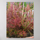 Recherche de plantes carnivores posters Botanique