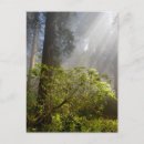 Recherche de rhododendron cartes postales Californie