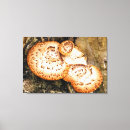 Suche nach pilz leinwandbilder Pflanze