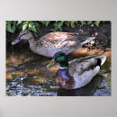 Suche nach mallard poster Tiere