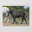Recherche de percheron cartes postales Noir