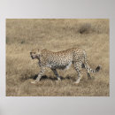 Suche nach geparden poster Afrika