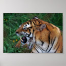 Suche nach bengalischer tiger poster Wild lebende tiere
