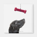 Suche nach schwarzer hund magnete Studioschuß