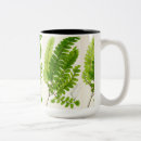 Recherche de fougère tasses Botanique