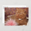 Suche nach rosa kätzchen postkarten Katzenliebhaber