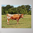 Recherche de cow photographie Cowboy