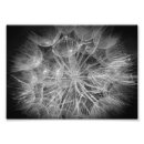 Recherche de fleurs noires et blanches posters Monochrome