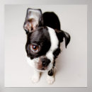 Recherche de familiers posters Terrier de boston