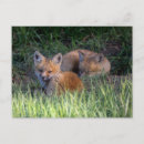 Recherche de renard rouge bébé posters Jeune animal