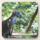 Suche nach känguru untersetzer Australie