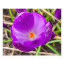 Recherche de crocus posters Fleurs de printemps
