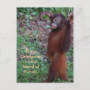 Recherche de brut cartes postales Animal