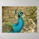 Suche nach peacock poster Foto