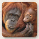 Suche nach orang utan untersetzer Wild lebende tiere