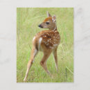 Recherche de faon cartes postales Blanc