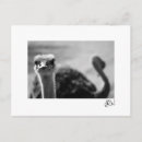Recherche de autruche posters Blanc