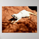 Suche nach wachposten poster Tier