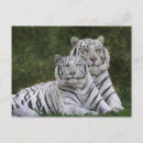 Suche nach bengalischer tiger postkarten Groß
