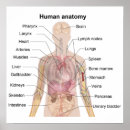 Suche nach anatomie poster Organe