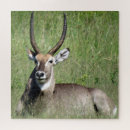 Suche nach südafrika puzzle Safari