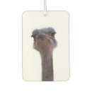 Recherche de zoo voiture accessoires Portrait