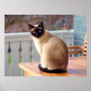 Suche nach kitty poster Tierarzt