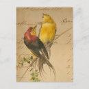 Recherche de oiseaux vintages cartes postales Collage