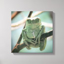 Suche nach grüner frosch leinwandbilder Tier