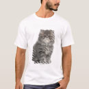 Recherche de chaton persan Mignon