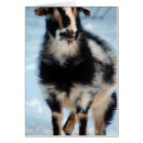 Recherche de nigerian cartes postales Chèvre