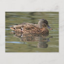 Suche nach mallard poster Vogelbeobachter