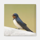 Suche nach schwalbe magnete Natur