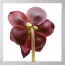 Recherche de carnivore posters Plante