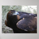 Suche nach goldener adler Raubvogel