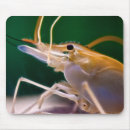 Recherche de crevette tapis souris Animal