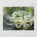 Recherche de amaryllis cartes postales Blanc