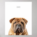 Suche nach shar pei poster Hund