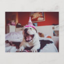 Suche nach lustig hund bild postkarten Getönte bilder