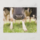 Recherche de laitier cartes postales Agriculture