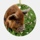 Suche nach niedliches schwein ornamente Schweine