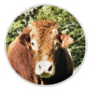 Recherche de bétail boutons et poignées de porte Vache