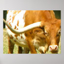 Recherche de longhorn du texas posters Bétail